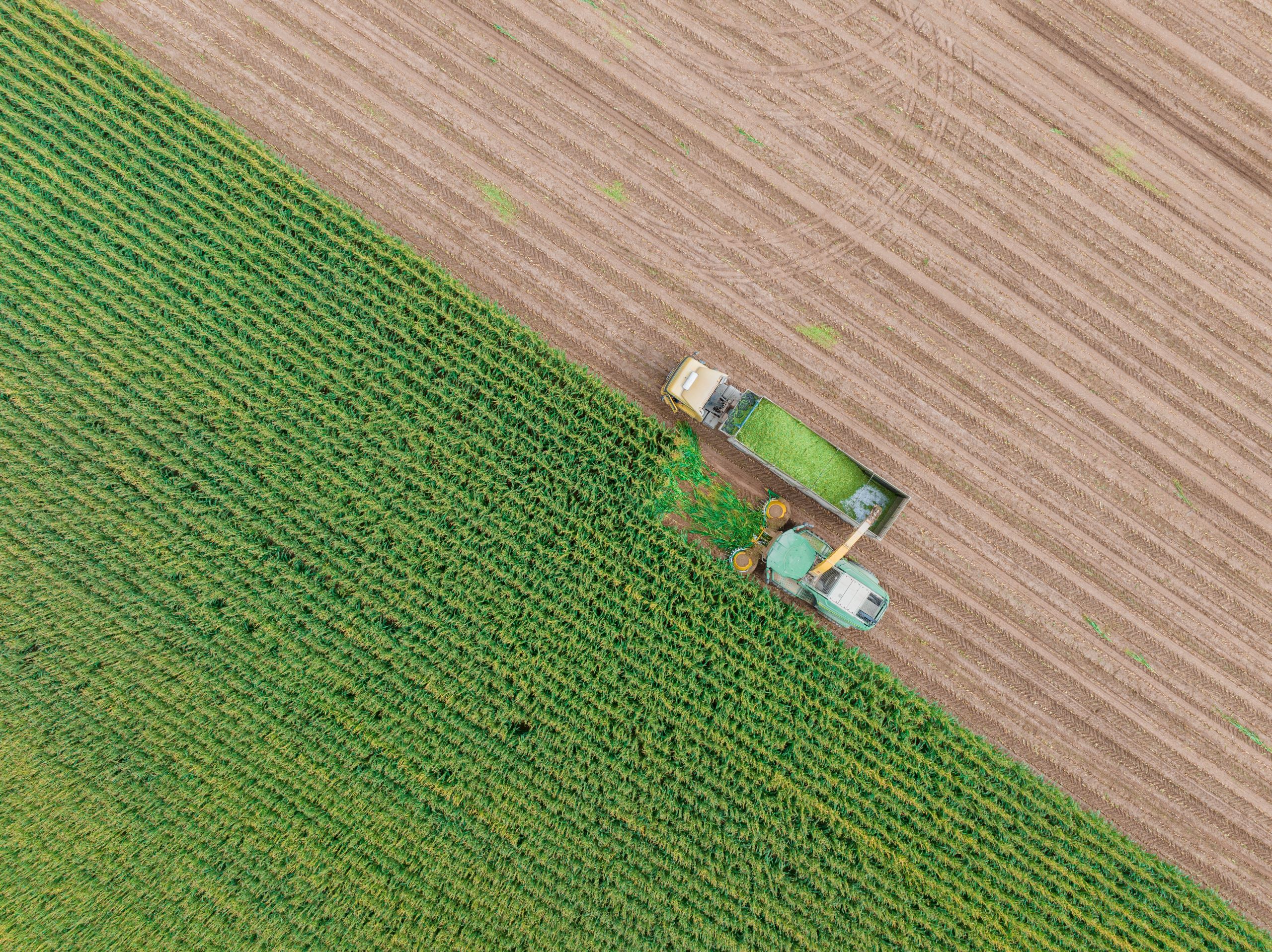 Feld von oben auf dem mit einer Landmaschine geerntet wird.