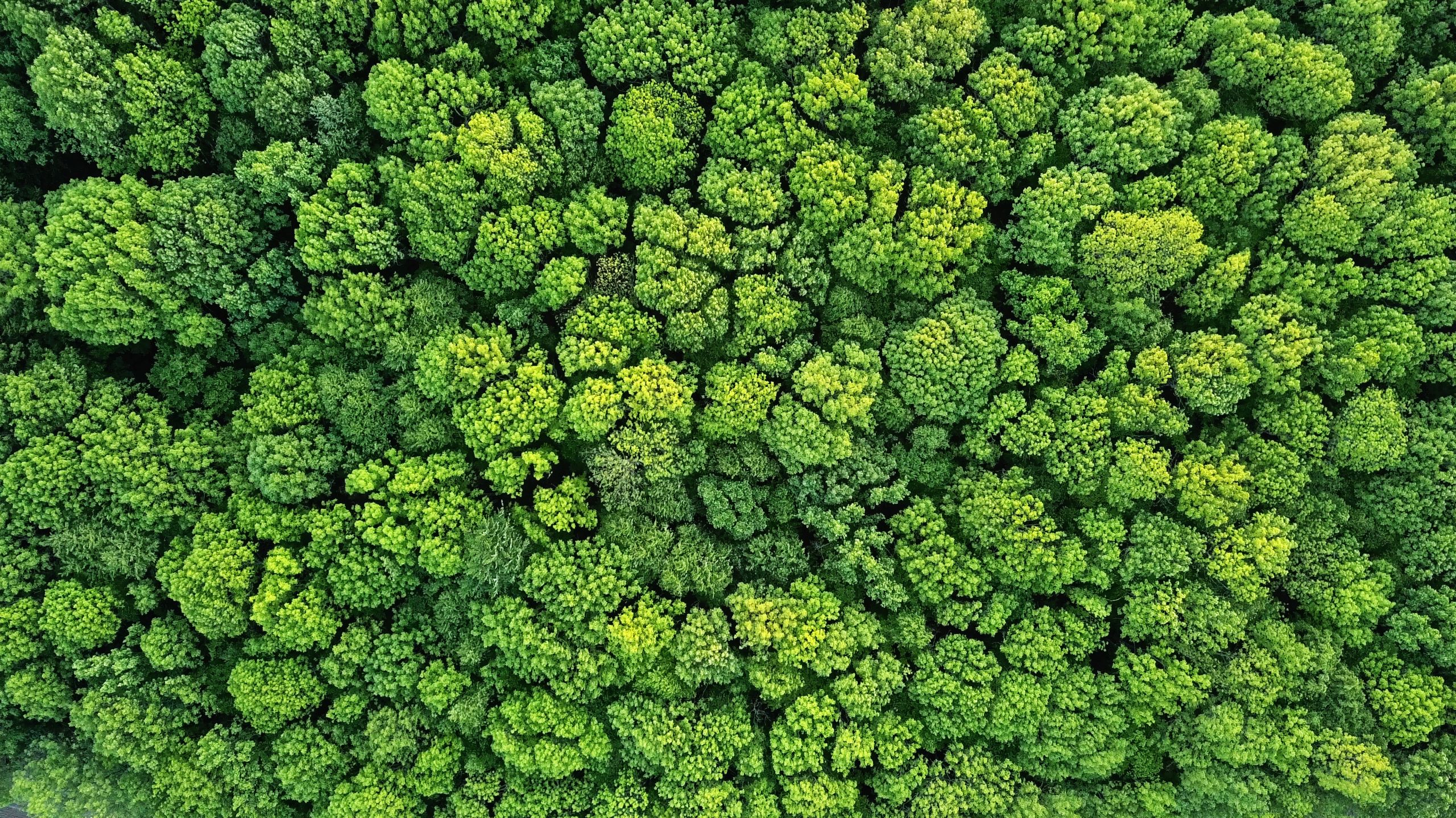 Wald von oben