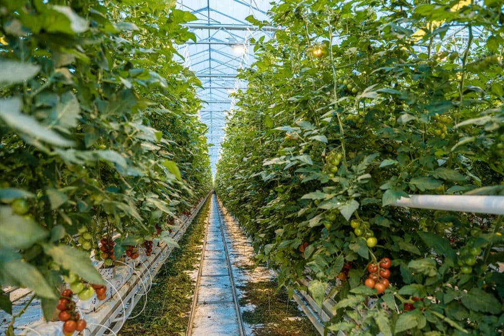 Tomaten im Gewächshaus