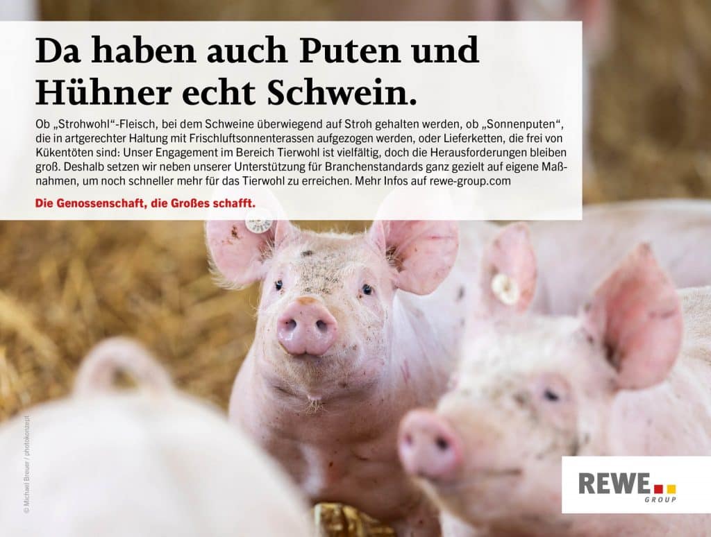 2 Schweine und verschwommenes Stroh im Hintergrund. Textfeld über Tierwohl bei der REWE Group.