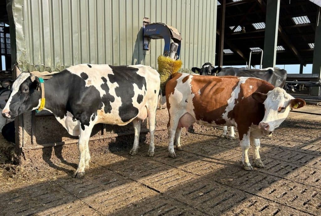 Zwei Kühe auf dem Milchviehof Schulz Möllgard in Wobbenbüll, Nordfriesland
