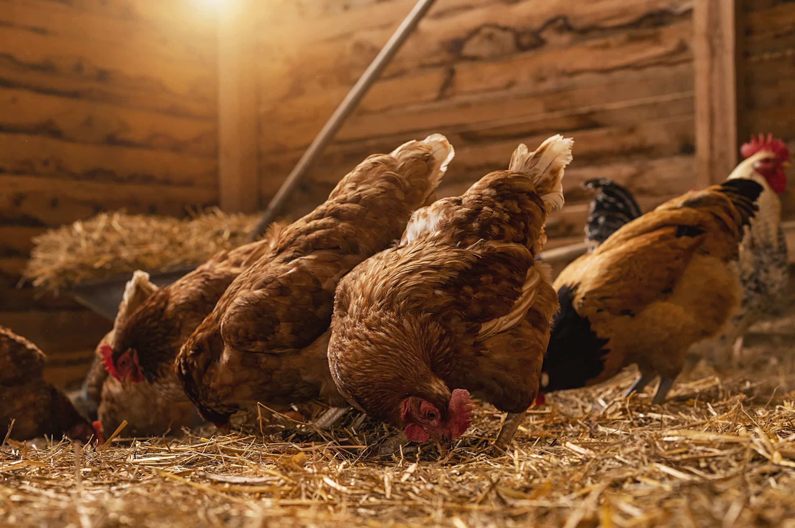 Chickens pecking in the straw in a coop