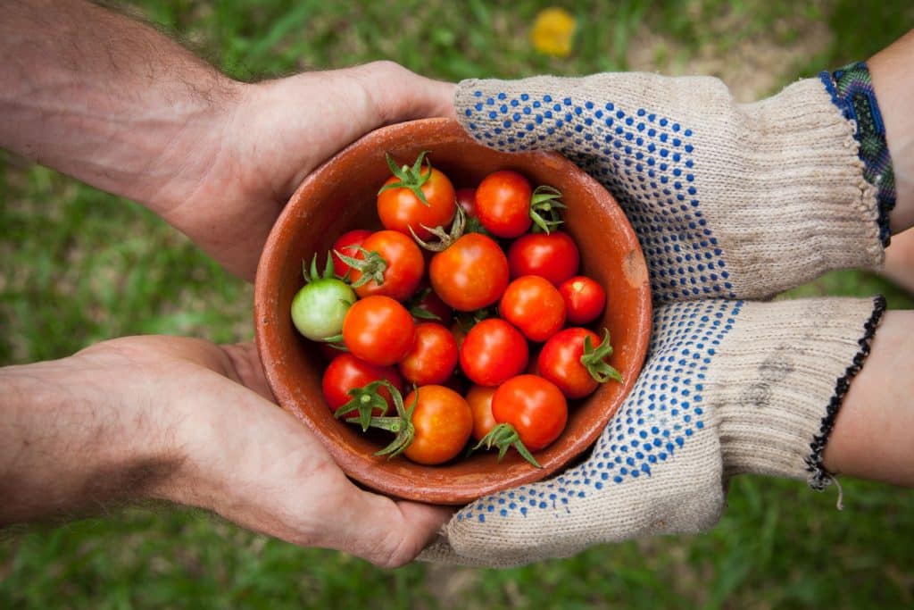 Eine schale mit Tomaten die von beiden Seiten von Händen gehalten wird. Ein Händepaar trägt dabei Gartenhandschuhe.