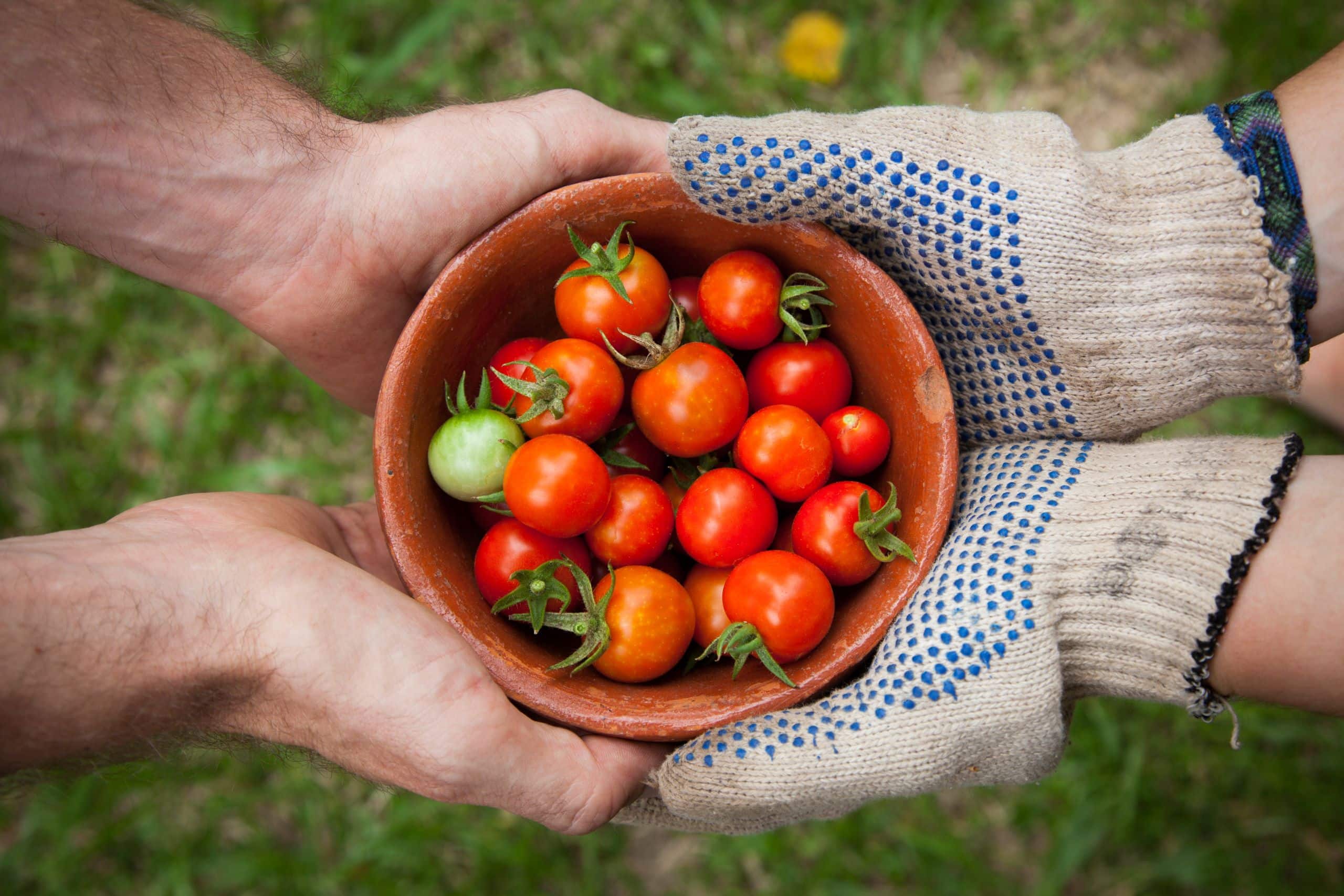 A bowl of tomatoes held on both sides by hands. One pair of hands is wearing gardening gloves.