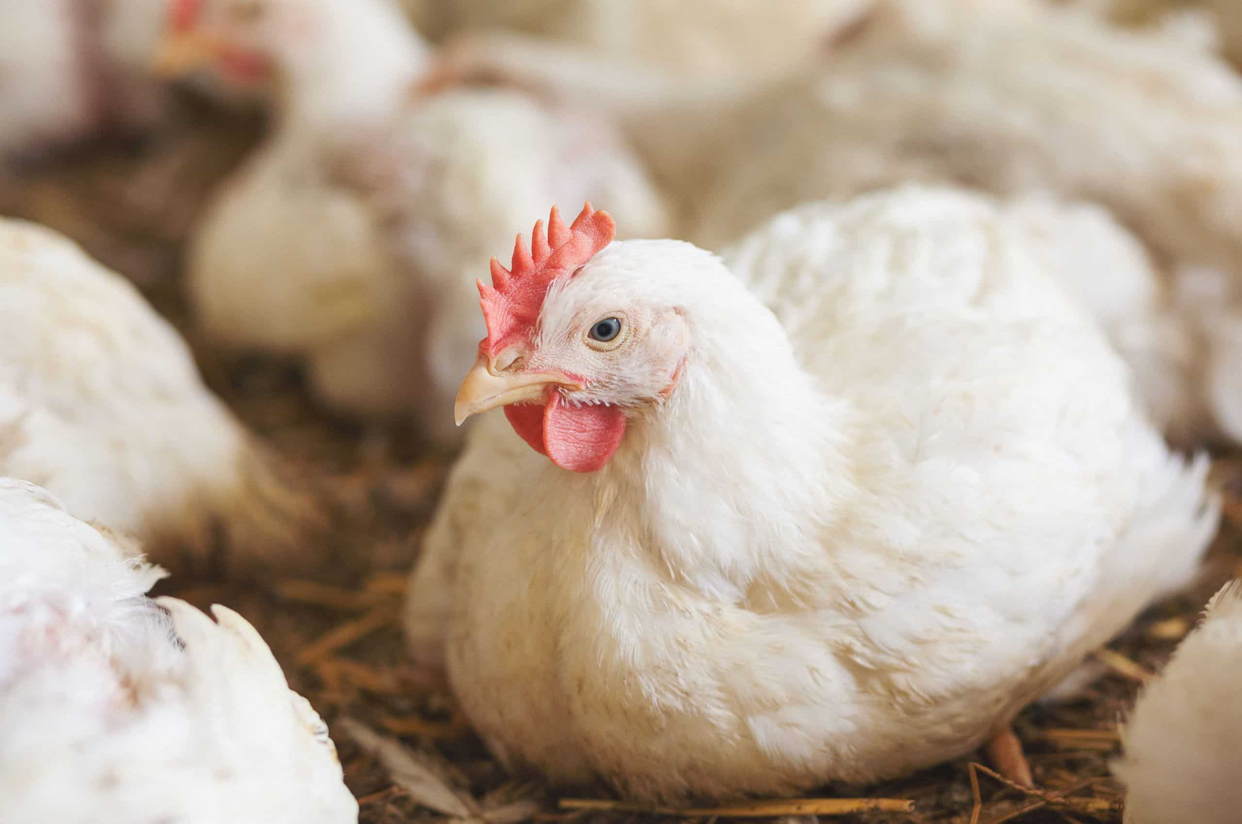Chicken sitting in straw among other chickens