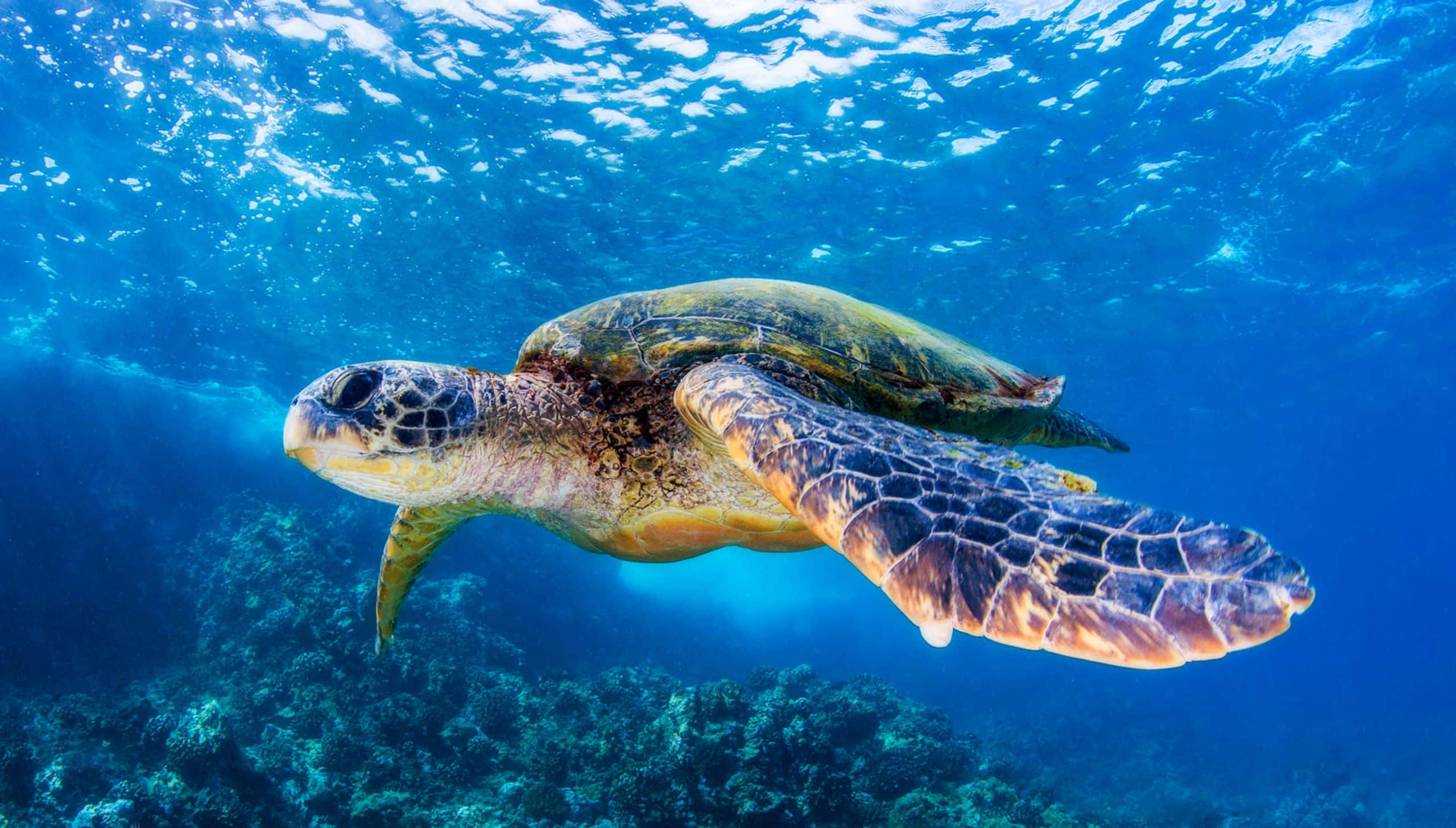 Underwater picture of a sea turtle