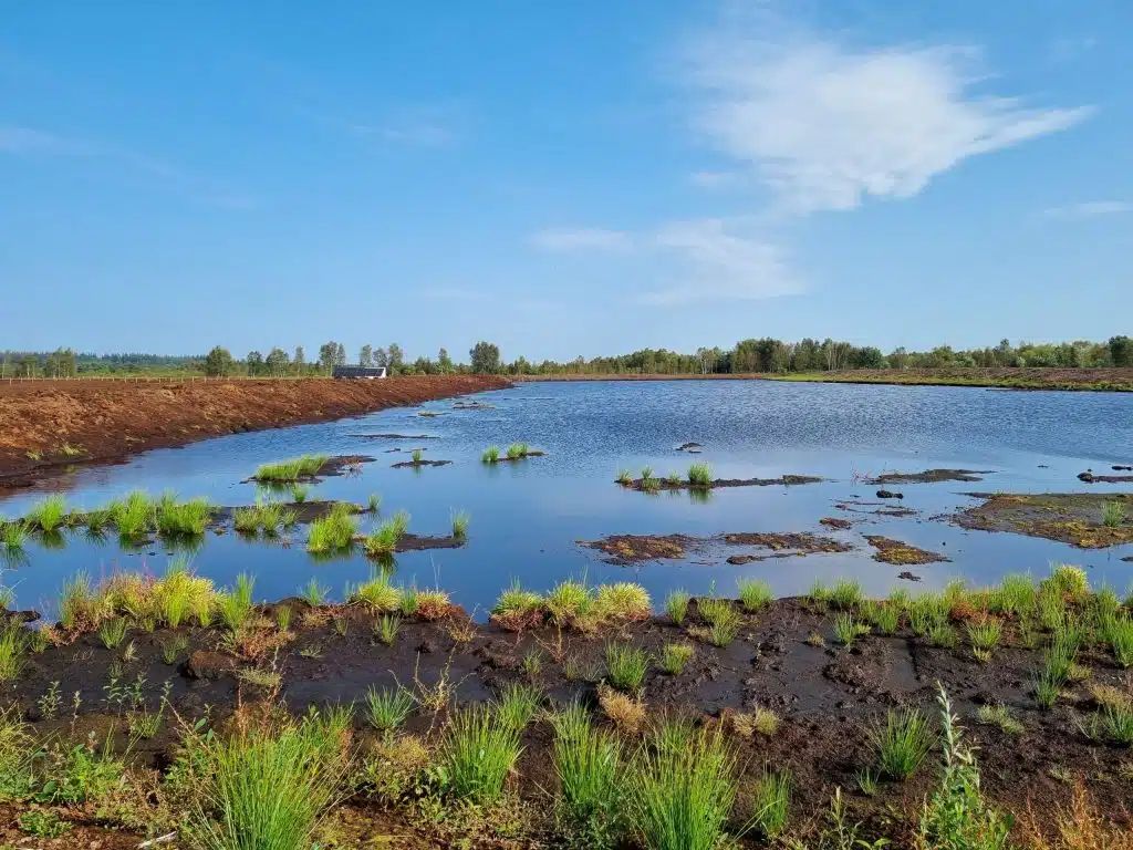 Aufnahme des Ahlen-Falkenberger Moores. Wasserfläche umgeben von Bäumen und Gras.