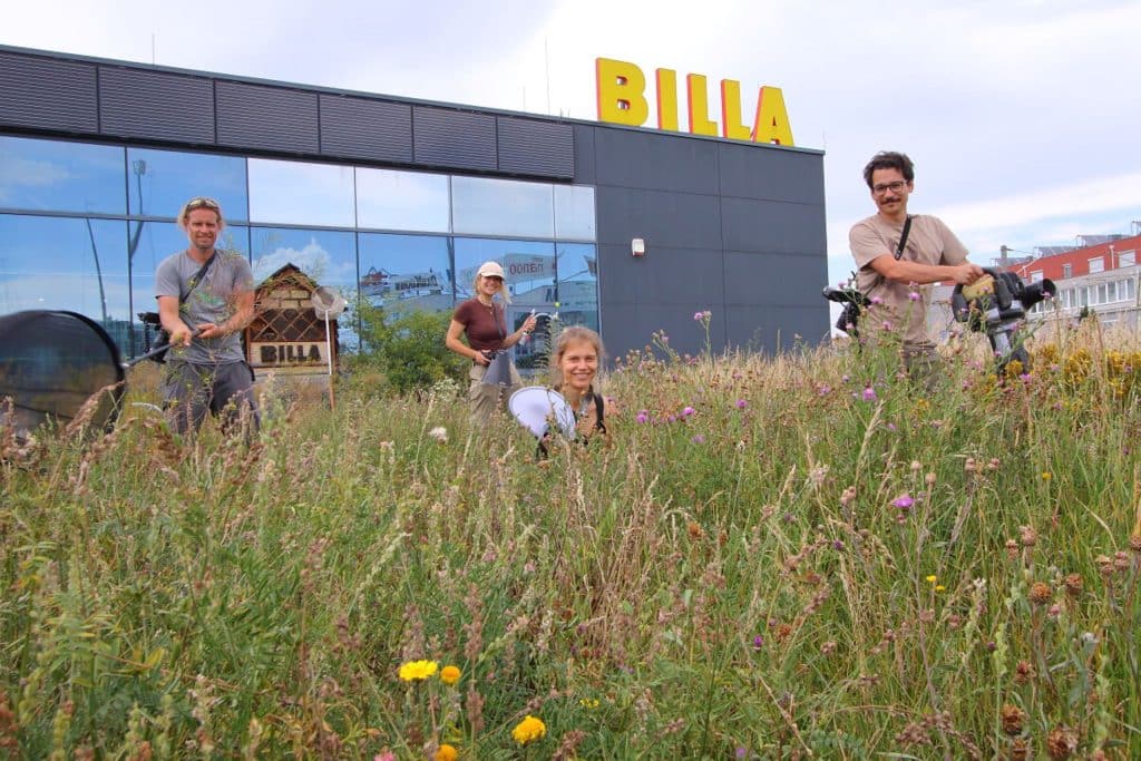 Vier Personen sind auf einer blühenden Wiese vor einem BILLA Markt und führen ein zoologisches Monitoring durch.
