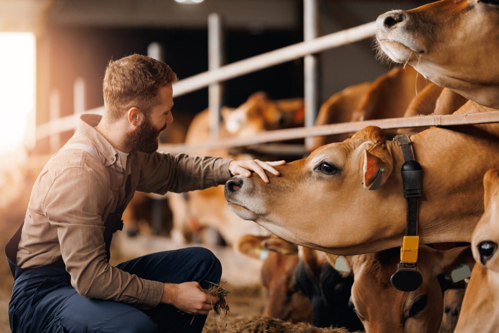 A man pets and feeds cows in a barn.