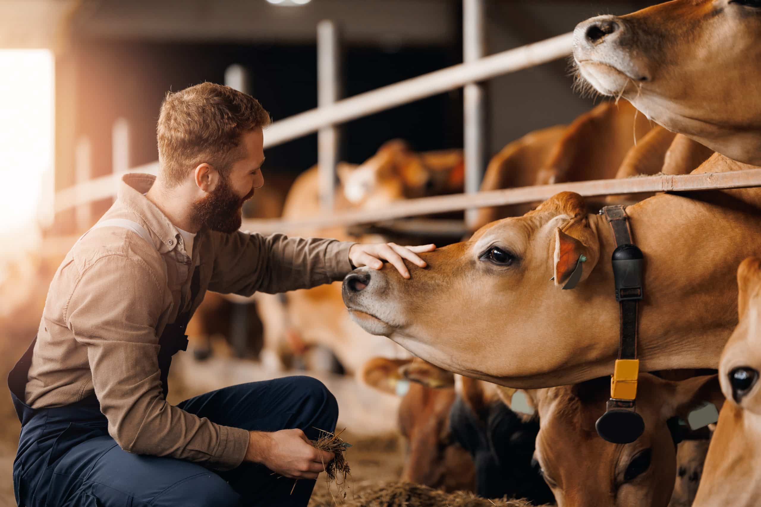 A man pets and feeds cows in a barn.