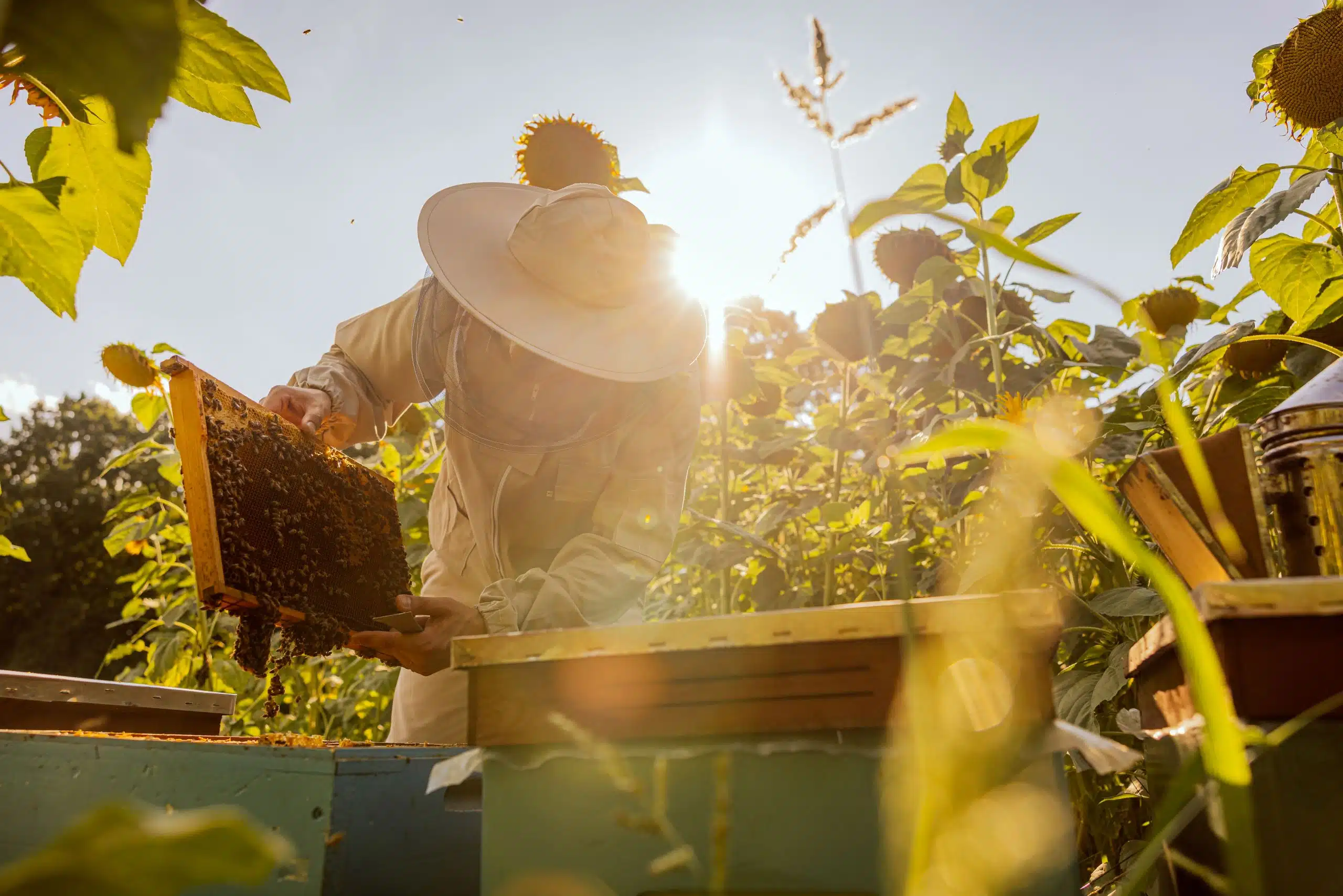 Imker mit einer bevölkerten Zarge des Bienenstocks in der Hand.