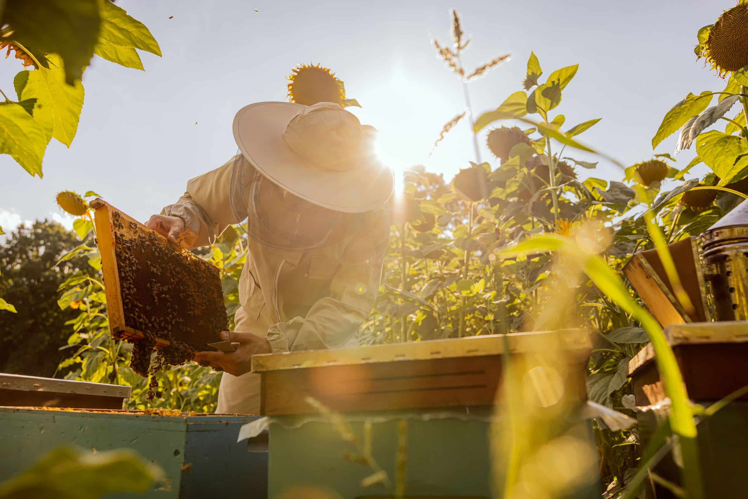 Imker mit einer bevölkerten Zarge des Bienenstocks in der Hand.