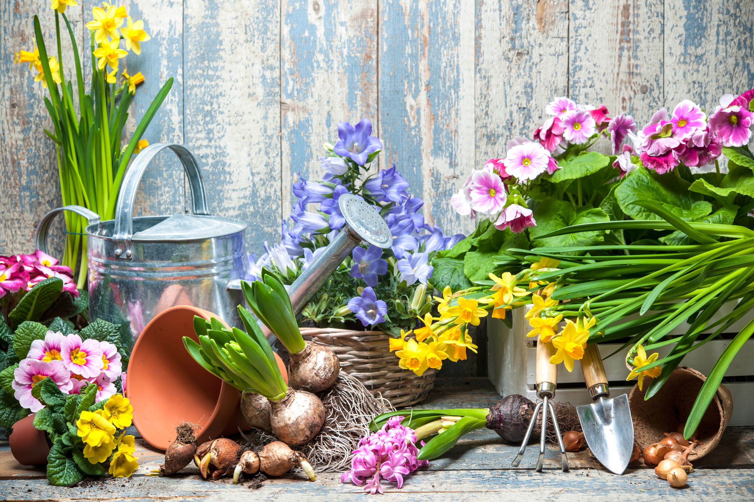 Mehrere sommerliche Blumen und Blumenpflanzen sind zwischen Töpfen, Körben und einer Gießkanne arrangiert.