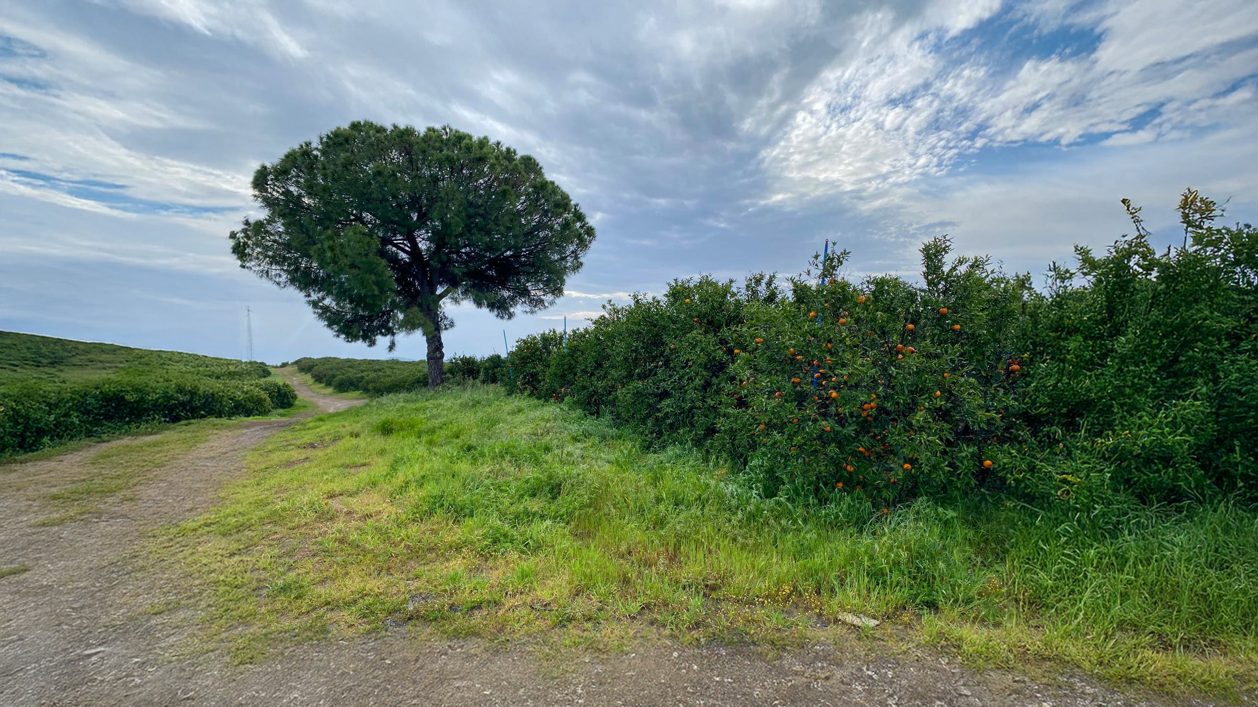 Citrus trees and shrubs in a rural area in Spain.