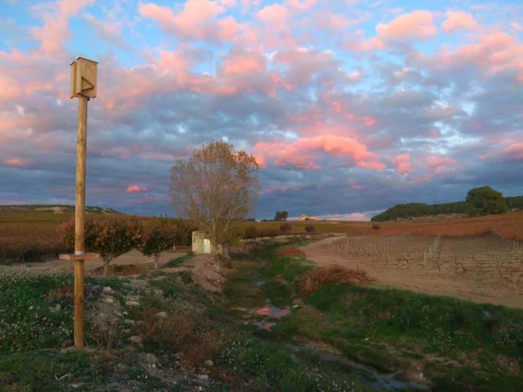 Ländliche Fläche in Spanien mit einem Fledermauskasten im Vordergrund. Im Hintergrund Bäume, Wiese und rosa Wolken beim Sonnenuntergang.