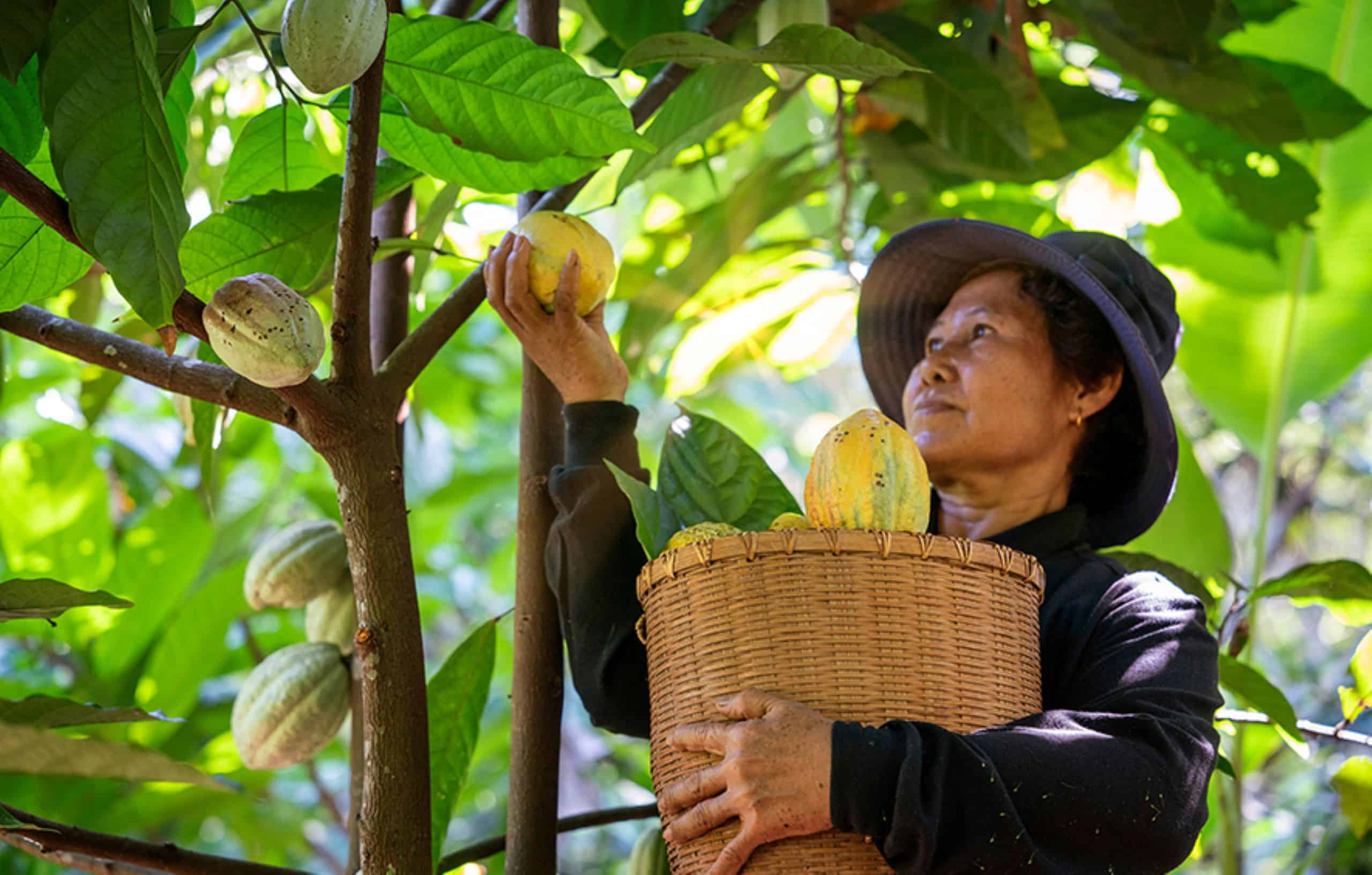 Woman Harvesting Cocoa