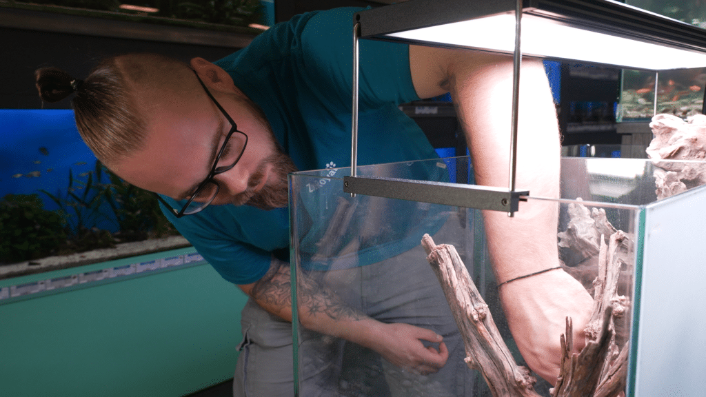 Person richtet ein Aquarium ein und platziert Wurzeln im Becken.