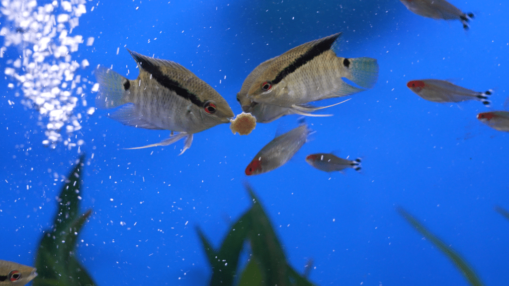 Nahaufnahme von Fischen, die um ein Futterstück im Wasser schwimmen.