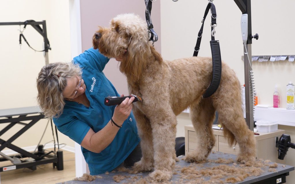 A dog with curly, light brown fur stands on a grooming table while a person shears it with clippers.