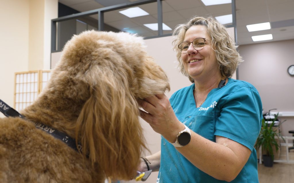 Woman in a turquoise T-shirt with a smartwatch is holding a large, curly-haired dog indoors.