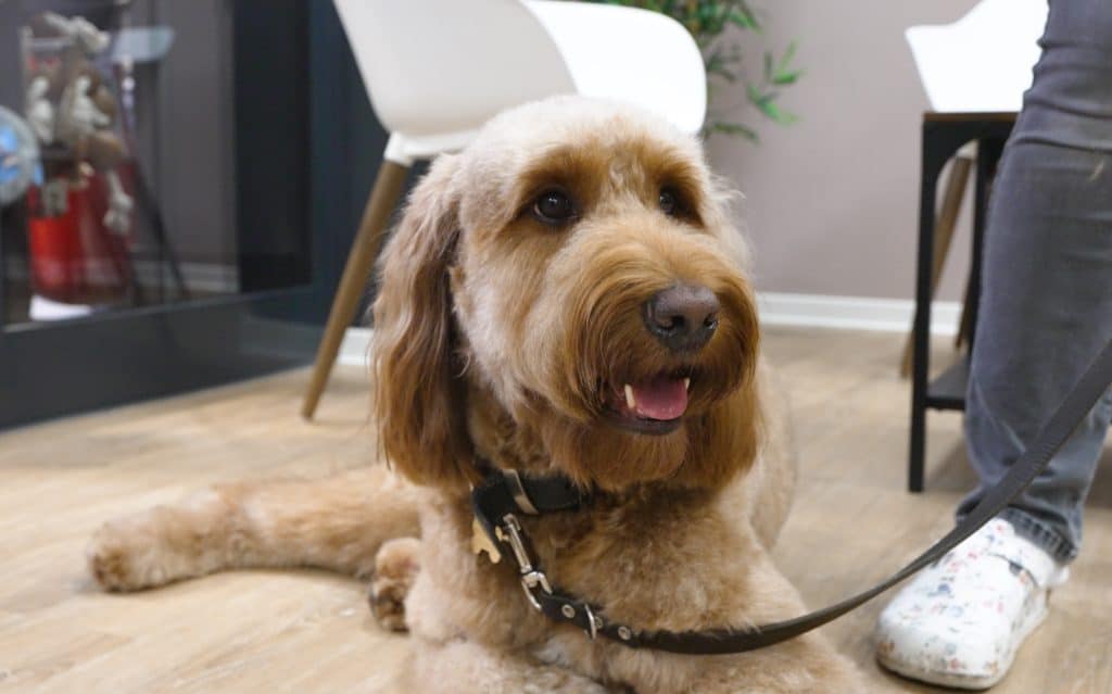 Brauner Hund mit kurzem Fell liegt auf hellem Boden an der Hundeleine.