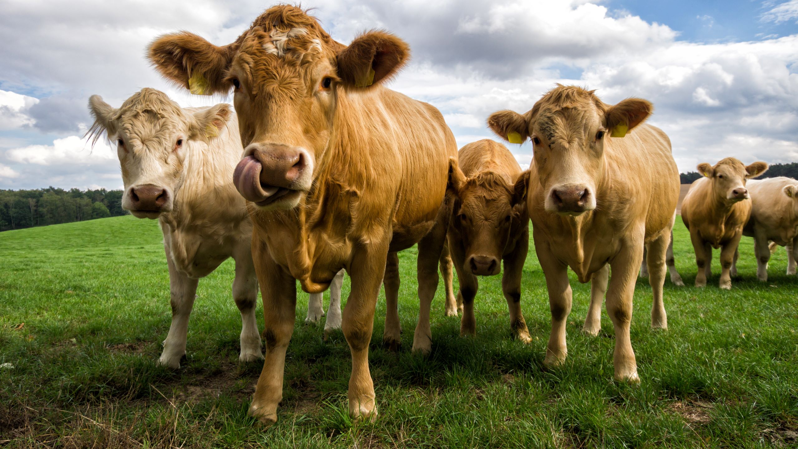 Cows on a pasture