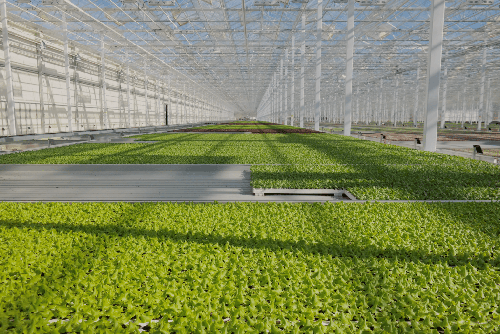 A large greenhouse shows densely planted rows of green lettuce in a hydroponic system. The plants grow in long beds.