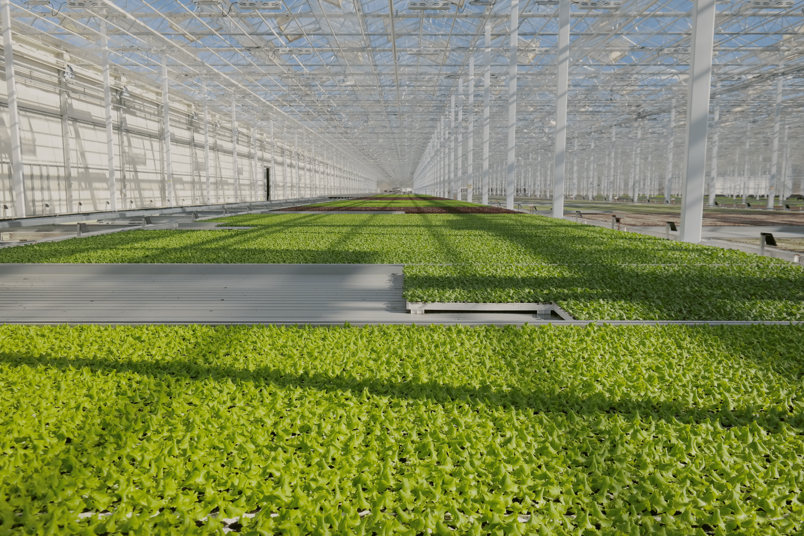 A large greenhouse shows densely planted rows of green lettuce in a hydroponic system. The plants grow in long beds.