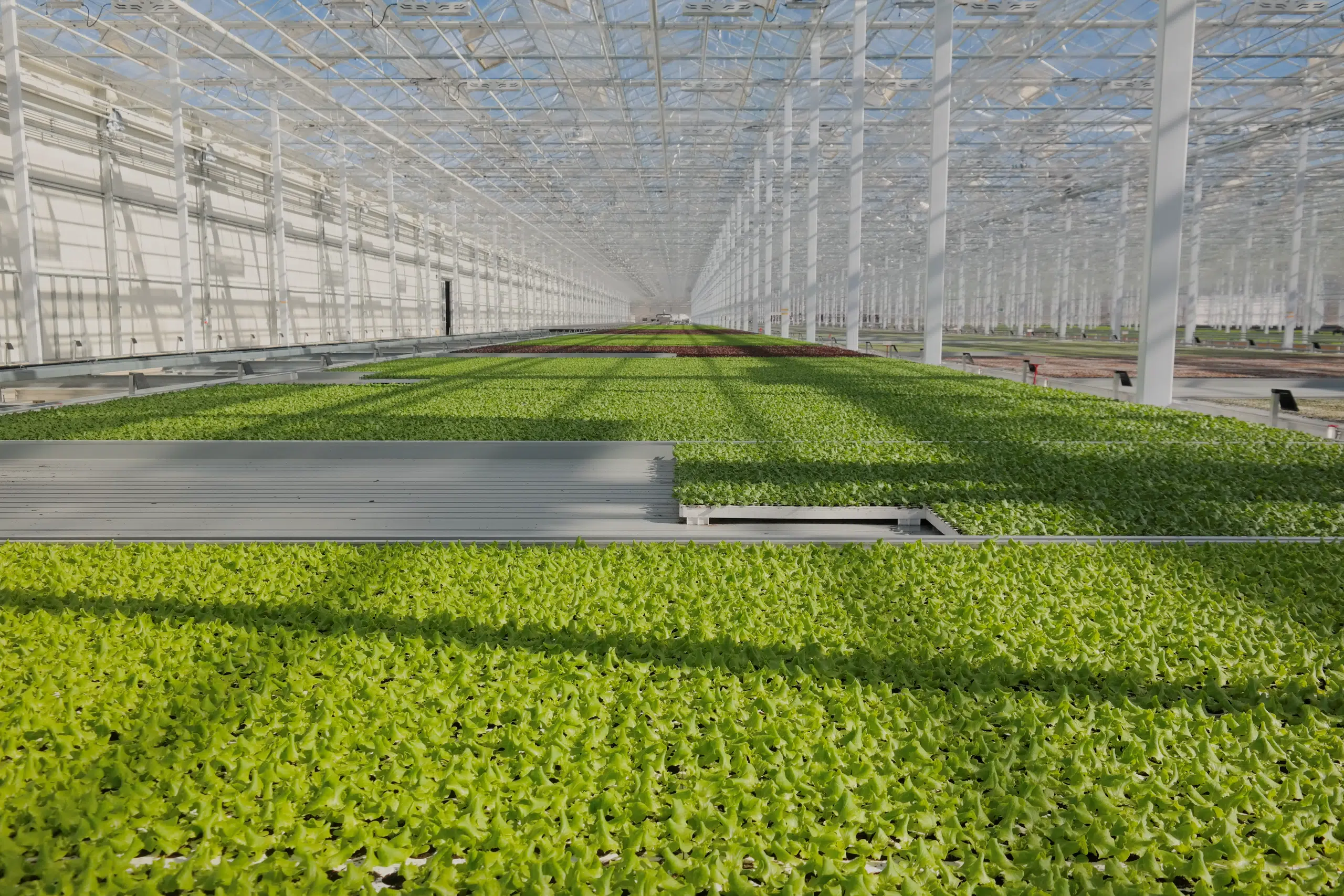 Ein großes Gewächshaus zeigt dicht bepflanzte Reihen von grünem Salat in einer hydroponischen Anlage. Die Pflanzen wachsen in langen Beeten.