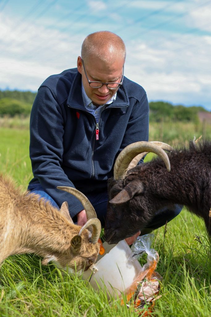 Simon Bacher, a REWE store clerk, is feeding carrots from a feeding bowl to two horned goats in a green meadow.