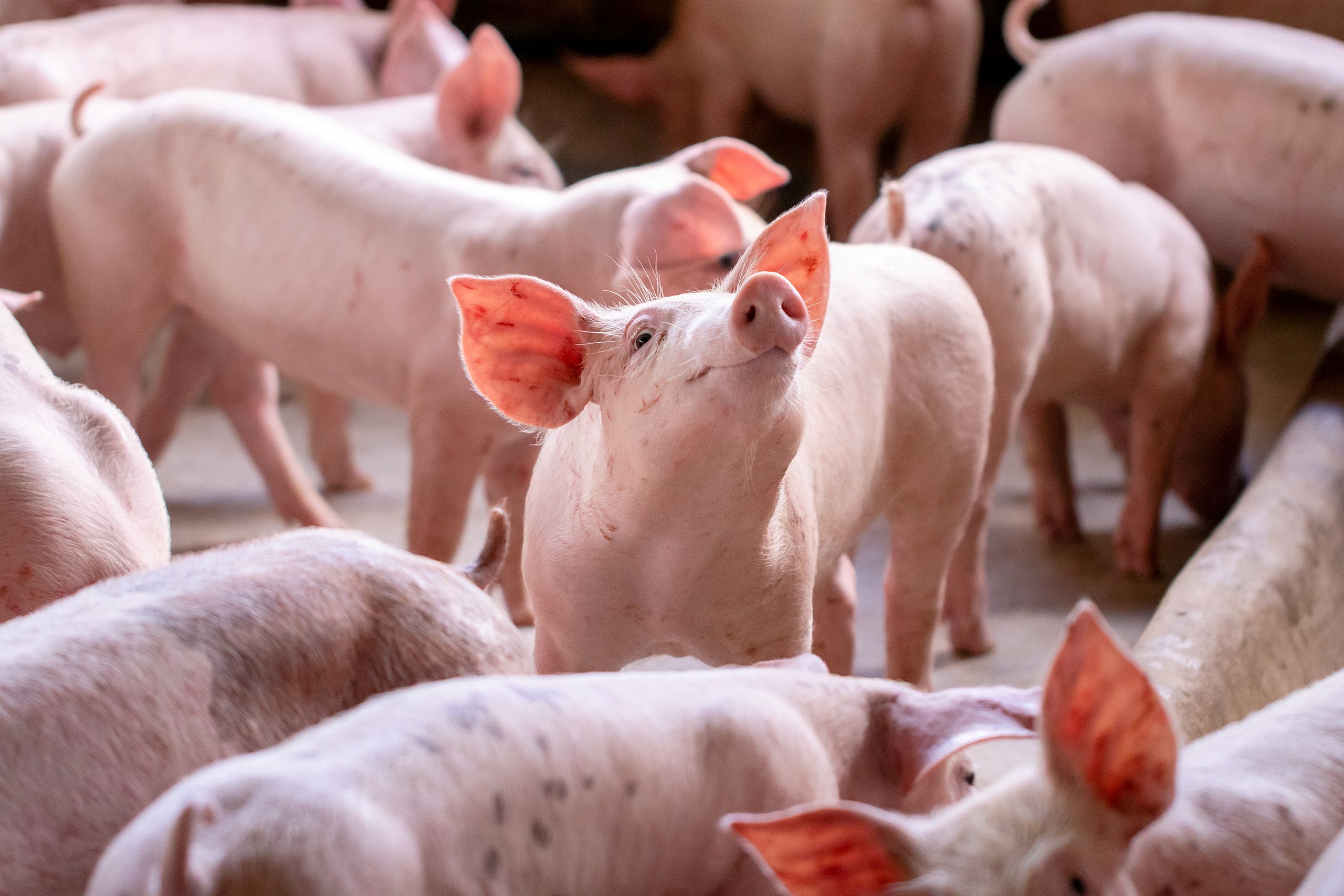Schweine im Stall