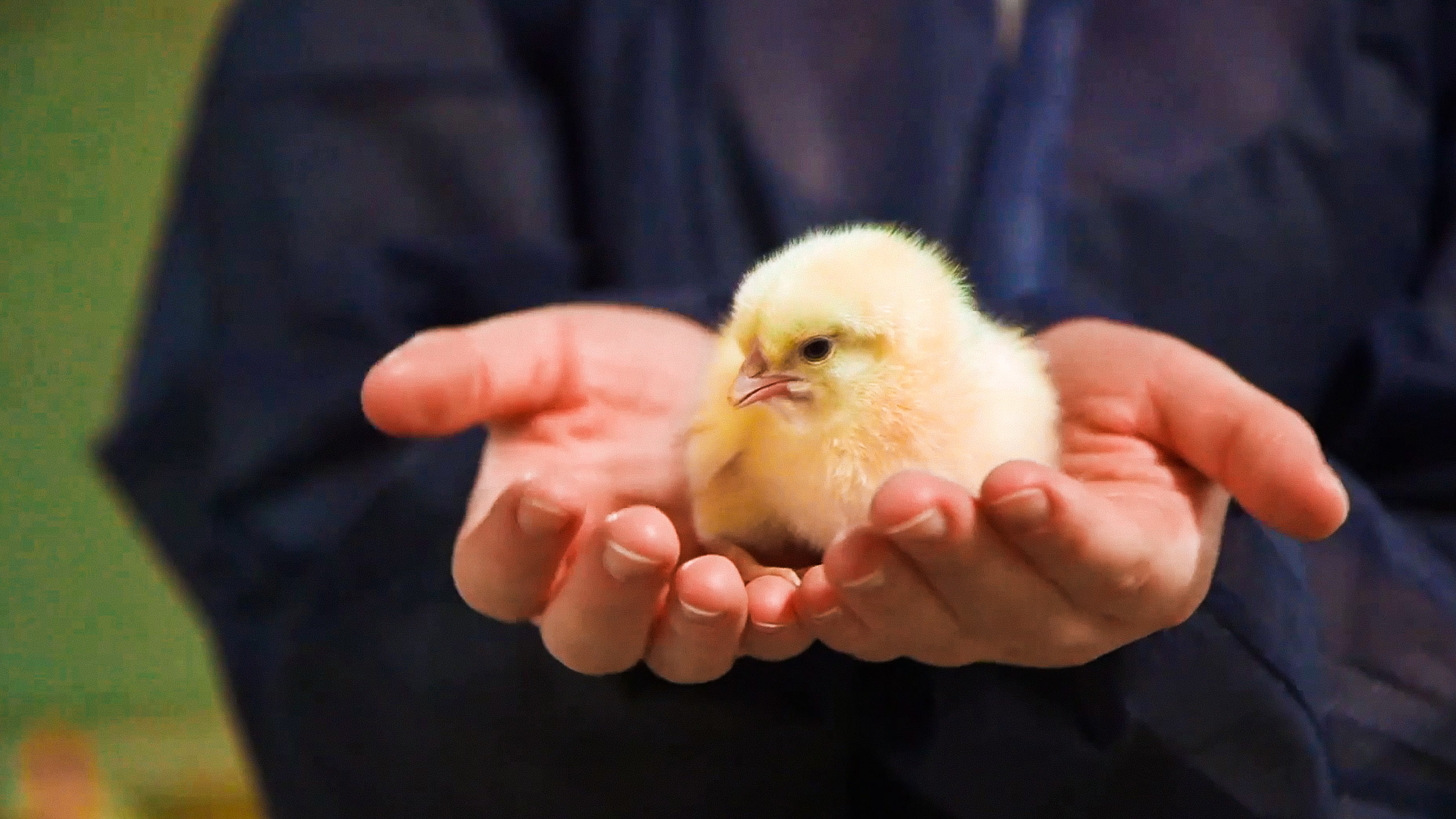 Nahaufnahme eines gelben Kükens, das in zwei geöffneten Händen gehalten wird.