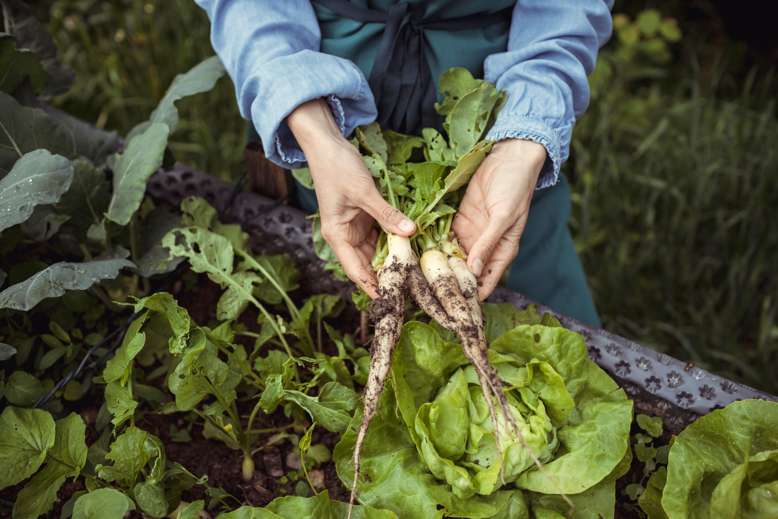 Hands are holding freshly harvested root vegetables over a vegetable bed with lettuce plants.